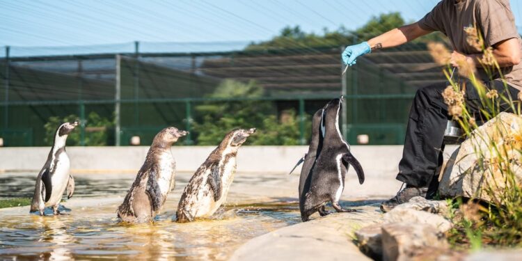 Beeld: Brook Valley Zoo, Claude Kolwelter, Paul Zwartepoorte e.a.