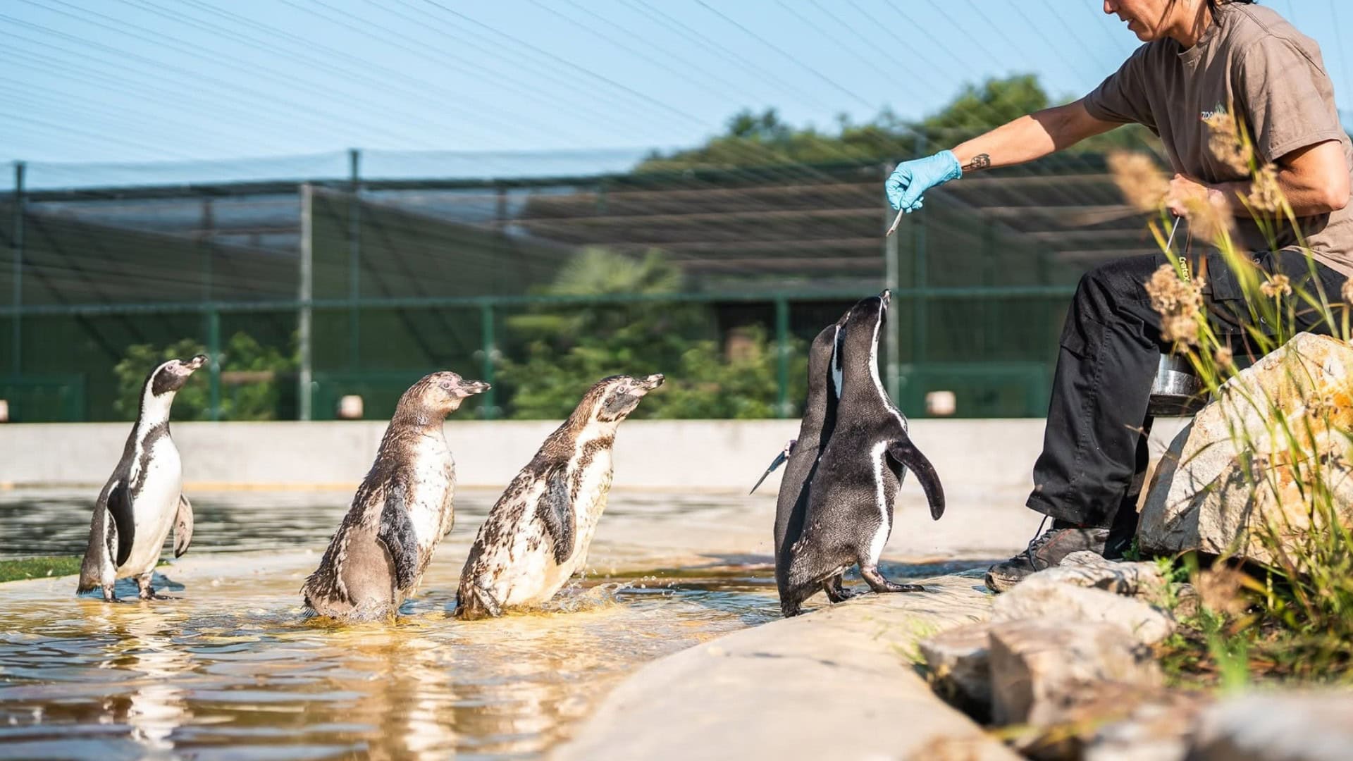Grote privédierentuin in Nederland onthult toekomstplannen: luiaards, otters en bijzondere stekelvar