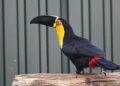 Nieuwe diersoorten te zien in Limburgse dierentuin Brook Valley Zoo