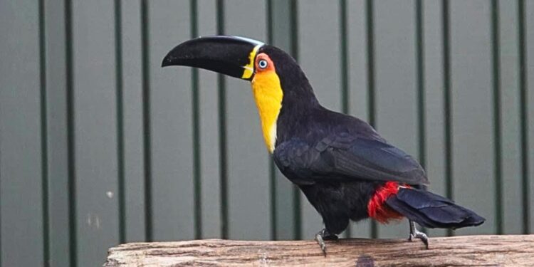 Beeld: Brook Valley Zoo, Paul Zwartepoorte