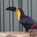 Nieuwe diersoorten te zien in Limburgse dierentuin Brook Valley Zoo