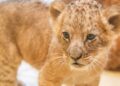 Dierentuin viert geboorte van leeuwen, maar krijgt plots bakken kritiek