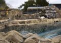 Dierentuin wisselt van zeeleeuwensoort: Playa Patagonia wordt Sea Lion Shores