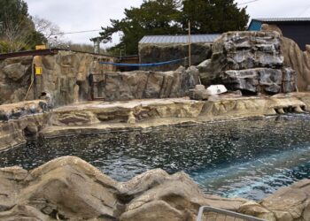 Dierentuin wisselt van zeeleeuwensoort: Playa Patagonia wordt Sea Lion Shores