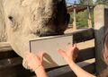 Pairi Daiza drukt papier op de bek van een neushoorn om kunst te maken