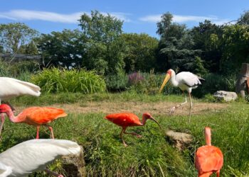 Dierenbescherming ziet oplossing voor ontsnappingen: netten over heel Vogelpark Avifauna