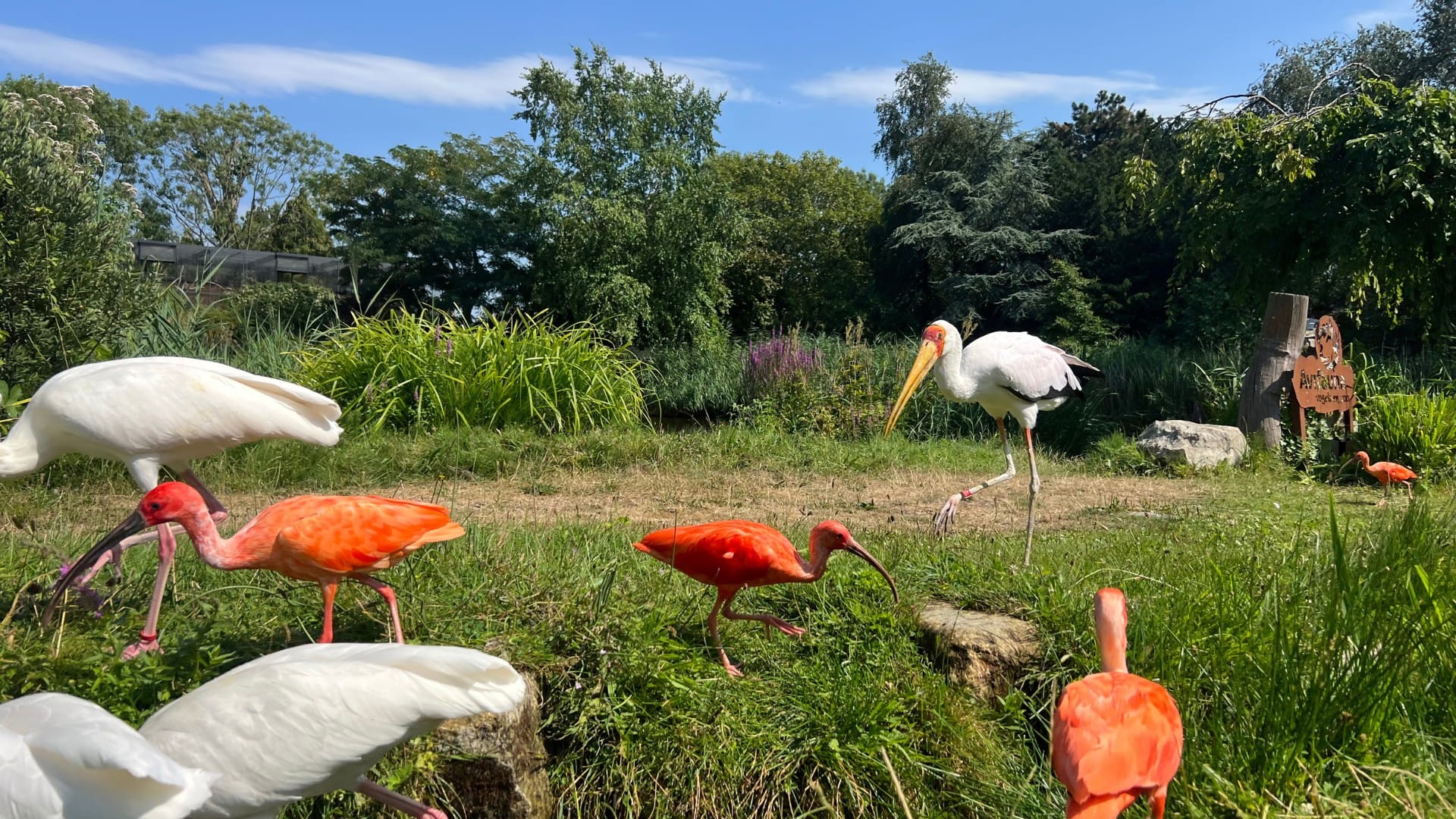 Dierenbescherming ziet oplossing voor ontsnappingen: netten over heel Vogelpark Avifauna