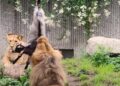 Jonge geiten opgehangen aan zipline in leeuwenverblijf