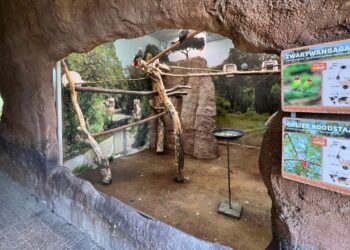 Papegaaien knagen wanden van duur verblijf kapot in Diergaarde Blijdorp