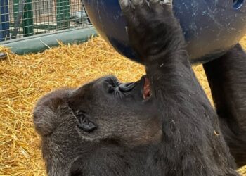 Financiële tekorten bij twee grote dierentuinen: vijftig banen op de tocht