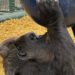 Financiële tekorten bij twee grote dierentuinen: vijftig banen op de tocht