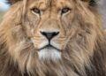 Wildlands verandert leeuwengroep ingrijpend: meerdere dieren naar Hongarije