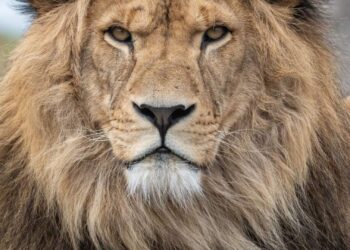 Wildlands verandert leeuwengroep ingrijpend: meerdere dieren naar Hongarije