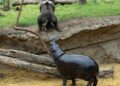De helft van het Pairi Daiza-publiek betaalt voor nieuwe megakas Edenya