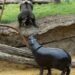 De helft van het Pairi Daiza-publiek betaalt voor nieuwe megakas Edenya