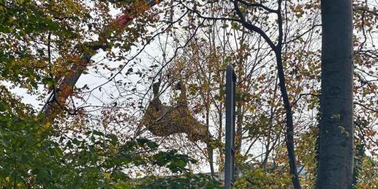 Beeld: Bruno Stagsted