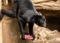 Zoo Antwerpen verliest 3,4 miljoen euro aan subsidies: directie niet ingelicht