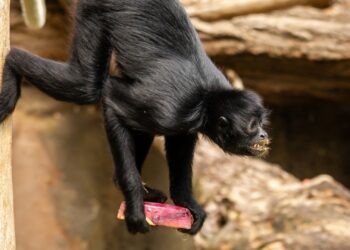 Zoo Antwerpen verliest 3,4 miljoen euro aan subsidies: directie niet ingelicht