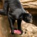 Zoo Antwerpen verliest 3,4 miljoen euro aan subsidies: directie niet ingelicht