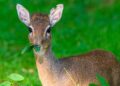 Opnieuw slaan roofdieren toe in Duitse dierentuin: drie dikdiks doodgemaakt