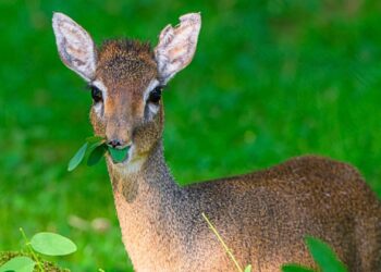 Opnieuw slaan roofdieren toe in Duitse dierentuin: drie dikdiks doodgemaakt