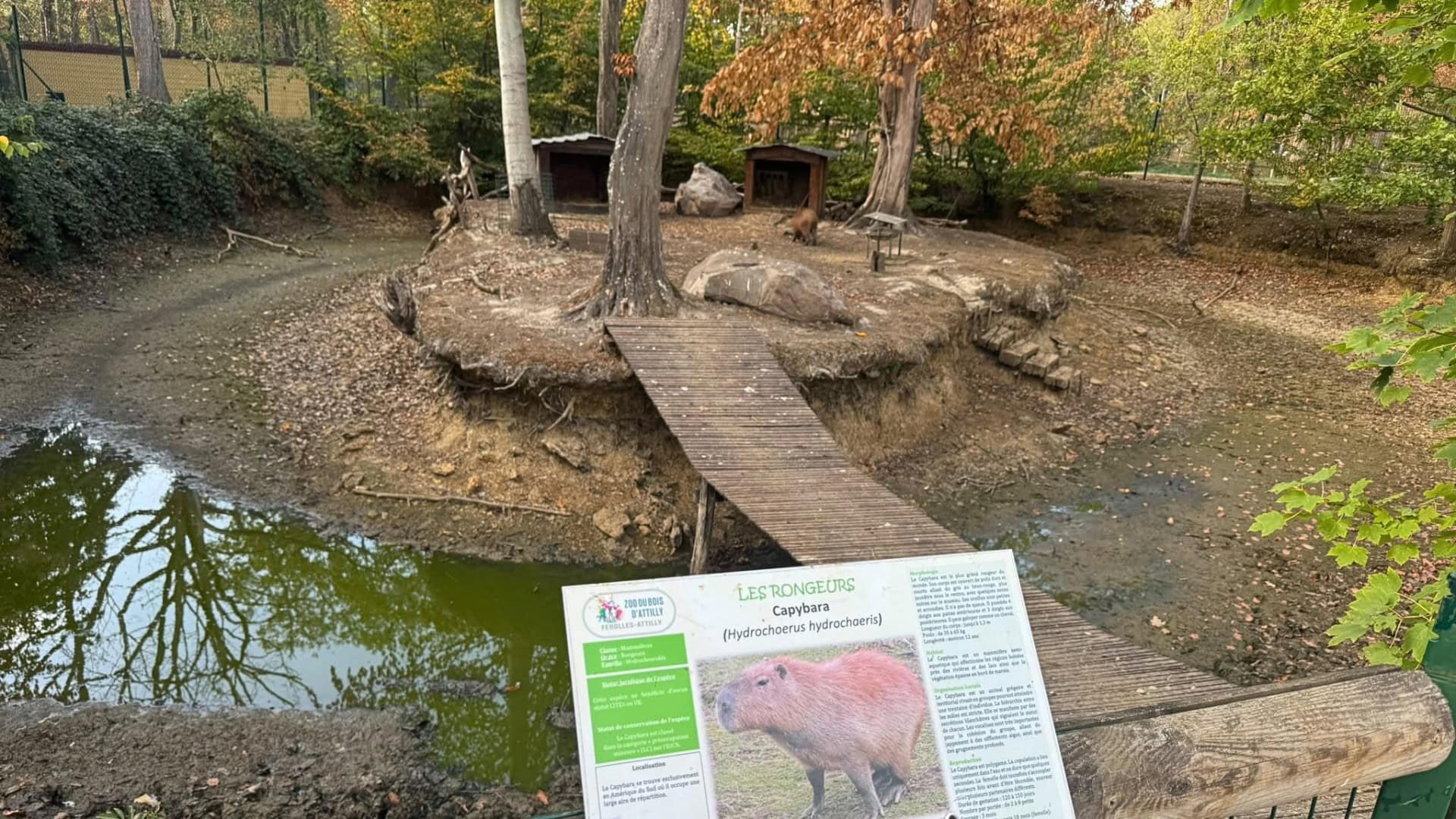 Grachten bij dierverblijven bijna opgedroogd: capibara’s zonder zwemwater