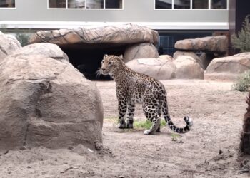 Dierentuin in Noord-Holland maakt jaagsimulator-arena nu ook geschikt voor panters