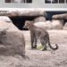 Dierentuin in Noord-Holland maakt jaagsimulator-arena nu ook geschikt voor panters