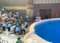 Show gaat mis in Chinees dierenpark: dolfijn valt uit bassin voor ogen van publiek