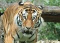 Dierenarts en dierentuindirecteur niet vervolgd na doden van tijgerwelpen