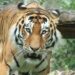 Dierenarts en dierentuindirecteur niet vervolgd na doden van tijgerwelpen