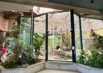 Artis haalt achter de schermen nieuwe apensoort binnen: kuifmangabeys