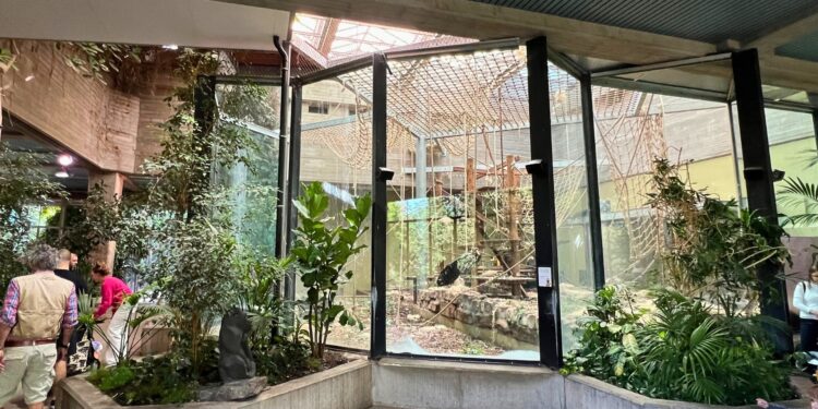Het gorillaverblijf in Artis, waar mogelijk binnenkort ook kuifmangabeys rondspringen.