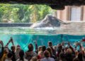 Voor het eerst een vrouwelijke olifant verhuisd naar dierentuingebouw Orientarium