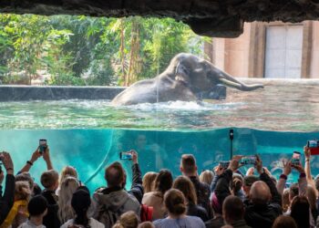 Voor het eerst een vrouwelijke olifant verhuisd naar dierentuingebouw Orientarium