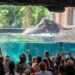 Voor het eerst een vrouwelijke olifant verhuisd naar dierentuingebouw Orientarium