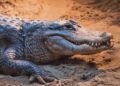 Brabantse dierentuin zoekt 5500 euro om nieuwe kas te kunnen plaatsen