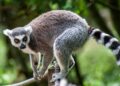 Grote veranderingen op komst voor Nederlandse dierentuinen: kabinet wil regels veranderen