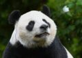 Eén reuzenpanda gaat weg uit Ouwehands Dierenpark: onderdeel van overeenkomst met China