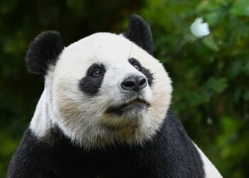 Eén reuzenpanda gaat weg uit Ouwehands Dierenpark: onderdeel van overeenkomst met China