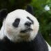 Eén reuzenpanda gaat weg uit Ouwehands Dierenpark: onderdeel van overeenkomst met China