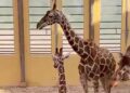 Bijzondere beelden: giraffe in Diergaarde Blijdorp blijkt achteruit te kunnen lopen