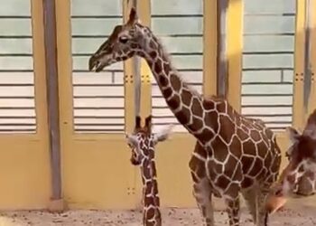 Bijzondere beelden: giraffe in Diergaarde Blijdorp blijkt achteruit te kunnen lopen