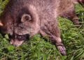 Weer wasberen ontsnapt uit Nederlandse dierentuin: één dier mogelijk doodgereden
