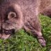 Weer wasberen ontsnapt uit Nederlandse dierentuin: één dier mogelijk doodgereden