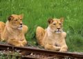 ZooParc Overloon haalt voor het eerst leeuwinnen naar het park