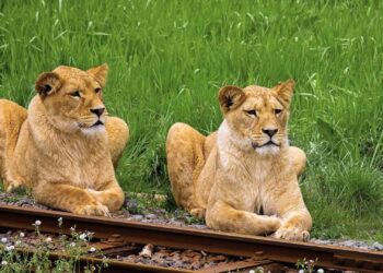 ZooParc Overloon haalt voor het eerst leeuwinnen naar het park