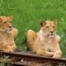 ZooParc Overloon haalt voor het eerst leeuwinnen naar het park