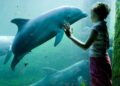 Staatssecretaris wil permanent fokverbod voor dolfijnen in Nederland: Dolfinarium verzet zich