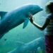 Staatssecretaris wil permanent fokverbod voor dolfijnen in Nederland: Dolfinarium verzet zich